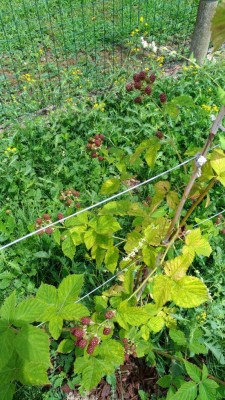 P_20170630_124907_vHDR_Auto.jpg (173.75 KiB) Osservato 682 volte P_20170630_124907_vHDR_Auto.jpg