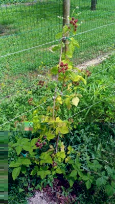 P_20170630_124900_vHDR_Auto.jpg (185.64 KiB) Osservato 682 volte P_20170630_124900_vHDR_Auto.jpg