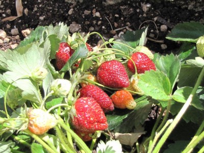 Annabelle.JPG (144.08 KiB) Osservato 1018 volte Annabelle.JPG