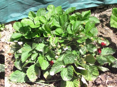 Fragaria vesca.JPG (181.88 KiB) Osservato 1018 volte Fragaria vesca.JPG