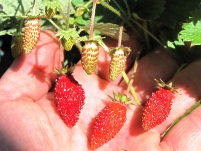 Alexandria.JPG (91.97 KiB) Osservato 1018 volte Alexandria.JPG