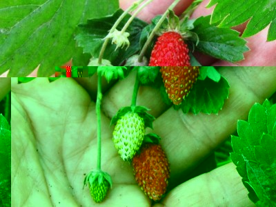 Baron Solemacher.JPG (101.19 KiB) Osservato 1018 volte Baron Solemacher.JPG