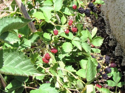 IMG_0151.JPG (177.01 KiB) Osservato 1013 volte IMG_0151.JPG