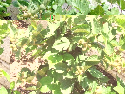 IMG_0158.JPG (176.9 KiB) Osservato 1013 volte IMG_0158.JPG