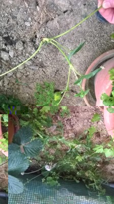 WP_20170701_001.jpg (132.84 KiB) Osservato 1011 volte WP_20170701_001.jpg