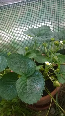 WP_20170701_002.jpg (106.09 KiB) Osservato 1011 volte WP_20170701_002.jpg