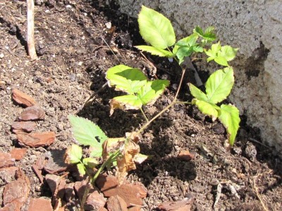 IMG_0149.JPG (197.92 KiB) Osservato 1007 volte IMG_0149.JPG