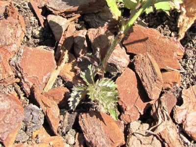 IMG_0150.JPG (204.48 KiB) Osservato 1007 volte IMG_0150.JPG