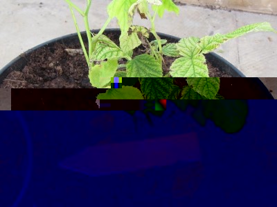 IMG_7051.JPG (128.04 KiB) Osservato 711 volte IMG_7051.JPG