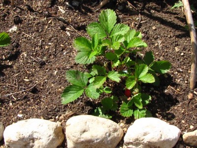 IMG_0172.JPG (202.77 KiB) Osservato 701 volte IMG_0172.JPG