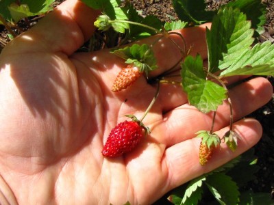 IMG_0173.JPG (96.05 KiB) Osservato 701 volte IMG_0173.JPG