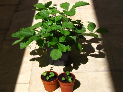 IMG_0181.JPG (89.25 KiB) Osservato 701 volte IMG_0181.JPG