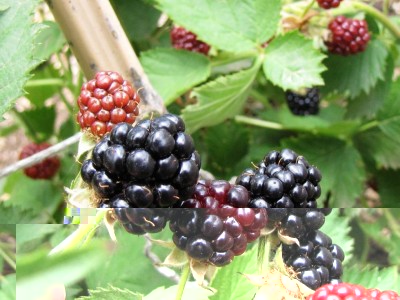 IMG_0182.JPG (104.54 KiB) Osservato 679 volte IMG_0182.JPG