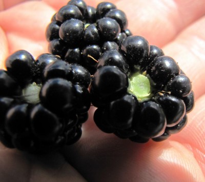 IMG_0187.JPG (74.77 KiB) Osservato 679 volte IMG_0187.JPG