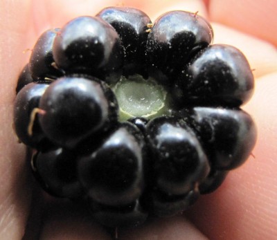 IMG_0194.JPG (78 KiB) Osservato 678 volte IMG_0194.JPG