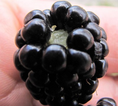 IMG_0196.JPG (76.07 KiB) Osservato 678 volte IMG_0196.JPG