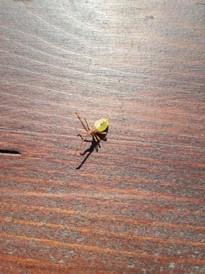 IMG_20170704_172042.jpg (211.24 KiB) Osservato 635 volte IMG_20170704_172042.jpg