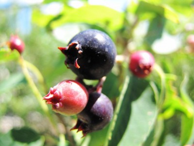 IMG_0201.JPG (60.83 KiB) Osservato 605 volte IMG_0201.JPG