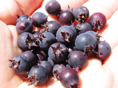 IMG_0202.JPG (100.05 KiB) Osservato 605 volte IMG_0202.JPG