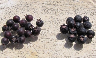 IMG_0205.JPG (99.77 KiB) Osservato 604 volte IMG_0205.JPG