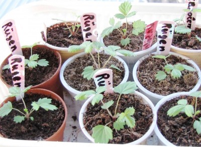 IMG_0216.JPG (138.71 KiB) Osservato 638 volte IMG_0216.JPG