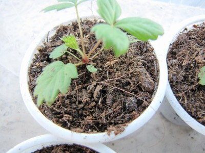 IMG_0215.JPG (113.73 KiB) Osservato 638 volte IMG_0215.JPG