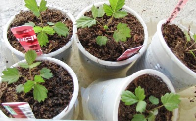 IMG_0217.JPG (104.06 KiB) Osservato 635 volte IMG_0217.JPG