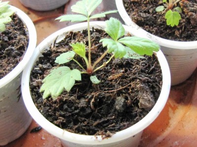 IMG_0218.JPG (125.37 KiB) Osservato 635 volte IMG_0218.JPG