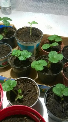 WP_20170706_001.jpg (93.58 KiB) Osservato 613 volte WP_20170706_001.jpg