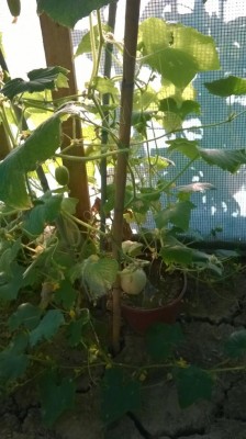 WP_20170706_002.jpg (81.8 KiB) Osservato 613 volte WP_20170706_002.jpg