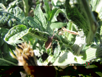 IMG_0230.JPG (107.03 KiB) Osservato 622 volte IMG_0230.JPG