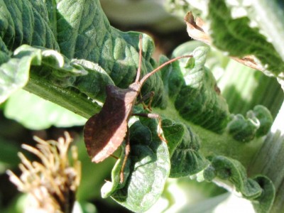 IMG_0229.JPG (99.87 KiB) Osservato 622 volte IMG_0229.JPG