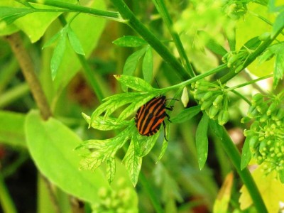 IMG_0231.JPG (93.74 KiB) Osservato 621 volte IMG_0231.JPG