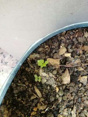 IMG_20170708_134741-1224x1632.jpg (127.39 KiB) Osservato 652 volte IMG_20170708_134741-1224x1632.jpg