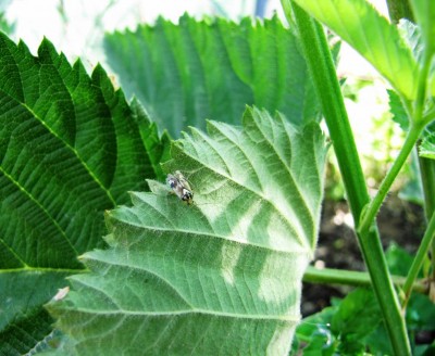 IMG_0234.JPG (114.77 KiB) Osservato 645 volte IMG_0234.JPG