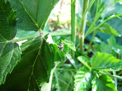 IMG_0237.JPG (91.99 KiB) Osservato 645 volte IMG_0237.JPG