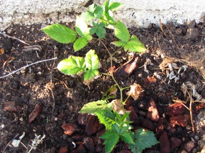 IMG_0257.JPG (182.03 KiB) Osservato 626 volte IMG_0257.JPG