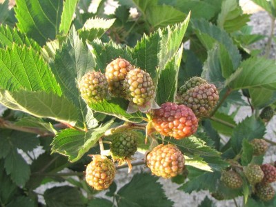 IMG_0252.JPG (119.5 KiB) Osservato 625 volte IMG_0252.JPG