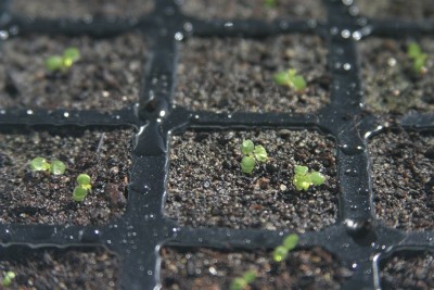 IMG_8234.jpg (255.88 KiB) Osservato 679 volte IMG_8234.jpg