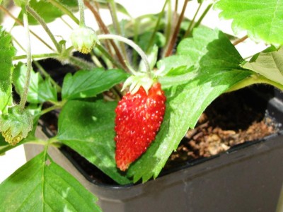 Rugen.jpg (95.34 KiB) Osservato 666 volte Rugen.jpg