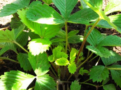 Fragaria vesca Golden Alexandria.jpg (123.34 KiB) Osservato 6230 volte Fragaria vesca Golden Alexandria.jpg