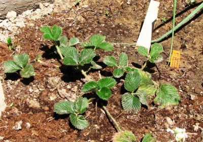 Fragaria nilgerrensis Bài Hòngsè.jpg (215.09 KiB) Osservato 6229 volte Fragaria nilgerrensis Bài Hòngsè.jpg