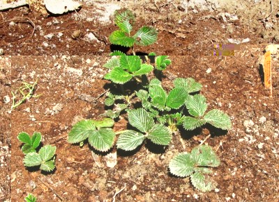 Fragaria nilgerrensis Fénhong Sè.jpg (230.87 KiB) Osservato 6229 volte Fragaria nilgerrensis Fénhong Sè.jpg
