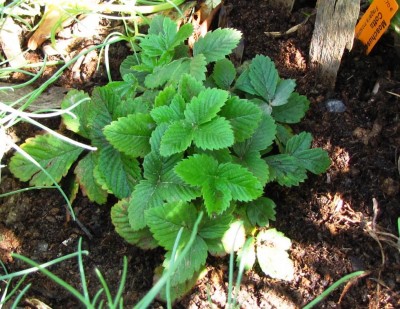 Fragaria moschata Cotta.jpg