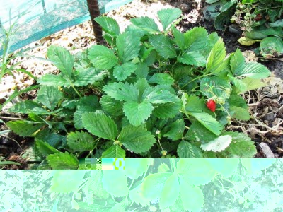 Fragaria vesca var.Baron Solemacher.jpg (178.19 KiB) Osservato 1526 volte Fragaria vesca var.Baron Solemacher.jpg