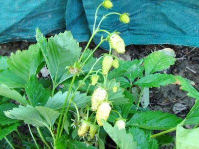 Fragaria vesca var.White Soul.jpg (126.36 KiB) Osservato 1526 volte Fragaria vesca var.White Soul.jpg