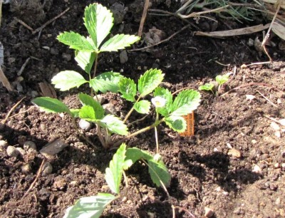 Fragaria vesca Weibe Hagmann.jpg (183.66 KiB) Osservato 1526 volte Fragaria vesca Weibe Hagmann.jpg