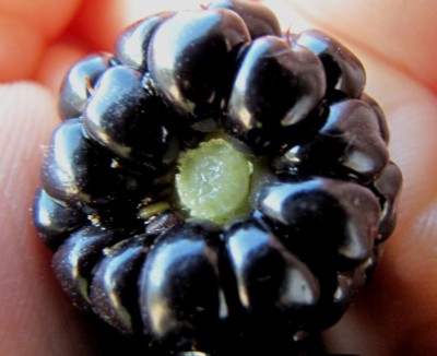 mora non matura.jpg (74 KiB) Osservato 647 volte mora non matura.jpg