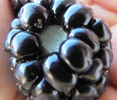 mora matura.jpg (84.76 KiB) Osservato 647 volte mora matura.jpg