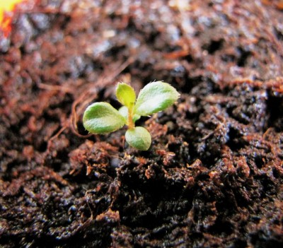 Gaultheria Salal Shallon.JPG (143.37 KiB) Osservato 685 volte Gaultheria Salal Shallon.JPG